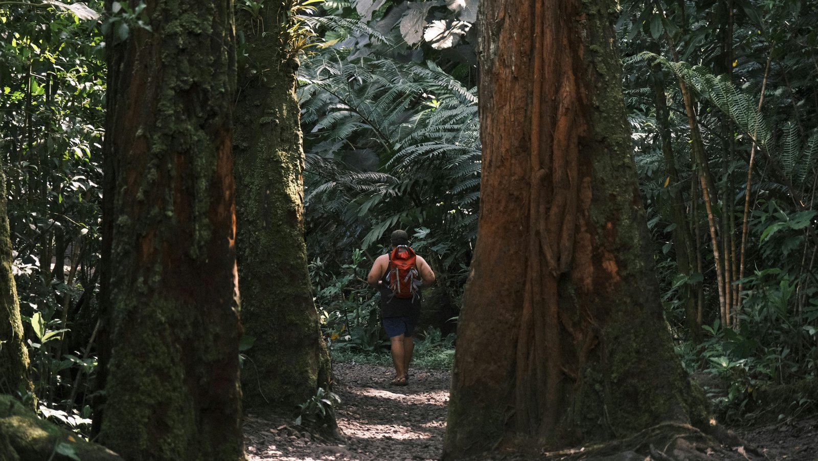 Nature Walks