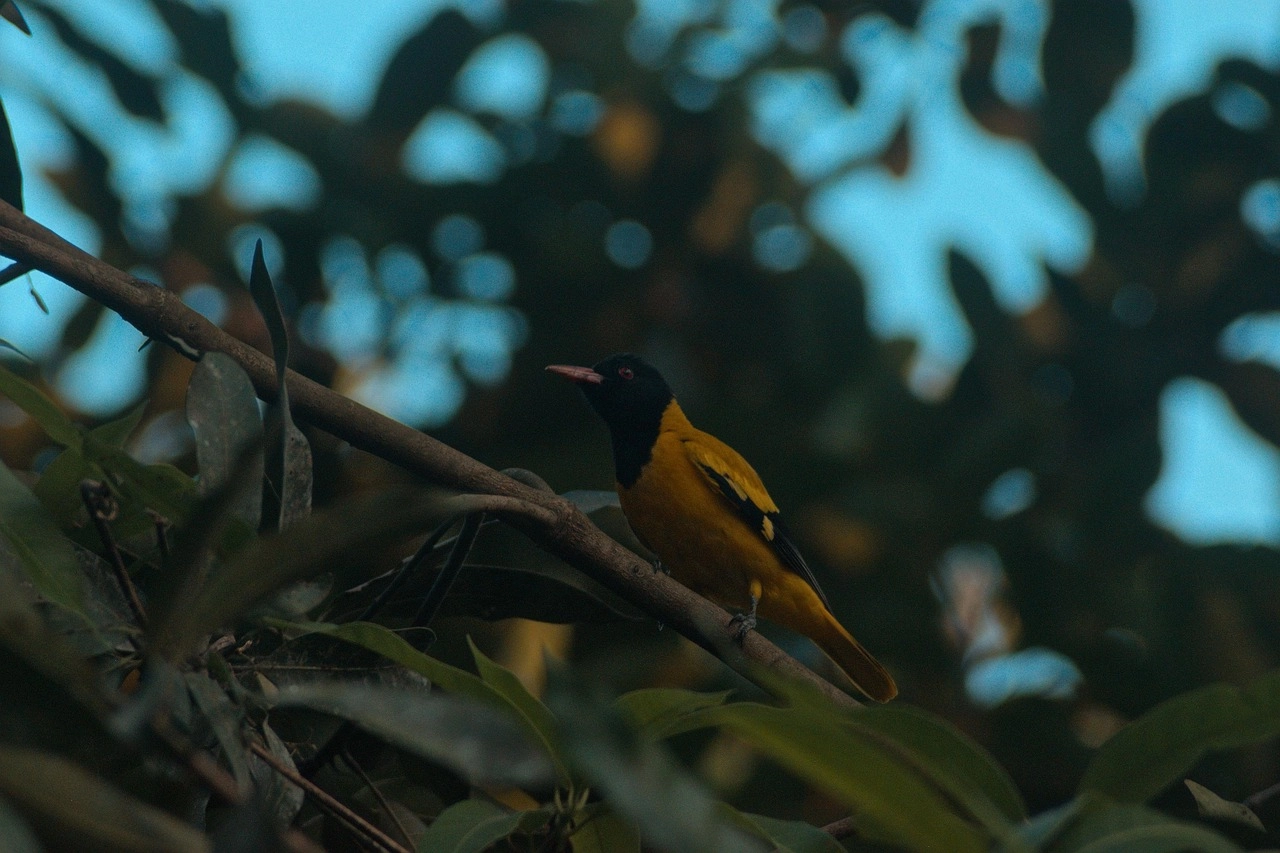 Bird Sanctuary